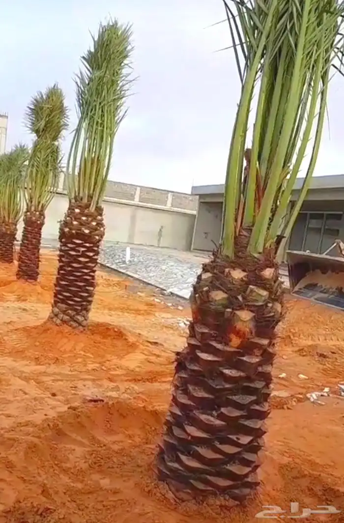 نخل واشنطني للبيع نخيل الرياض جده القصيم الخرج جميع المواقع 11