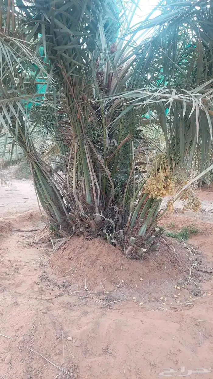 فسائل خلاص مشيقر 1