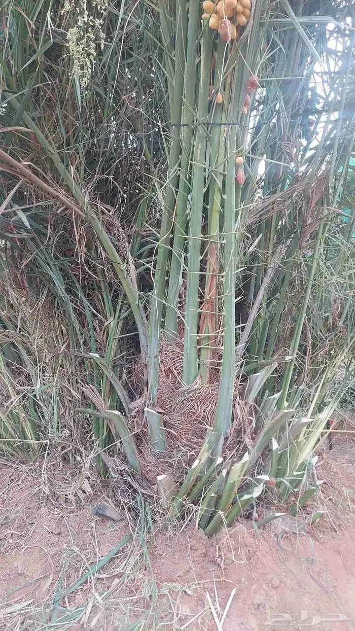 فسائل خلاص مشيقر 3