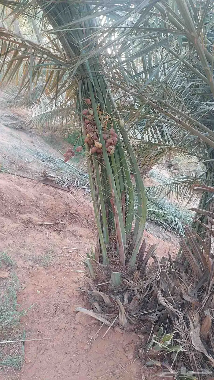 فسائل خلاص مشيقر 4