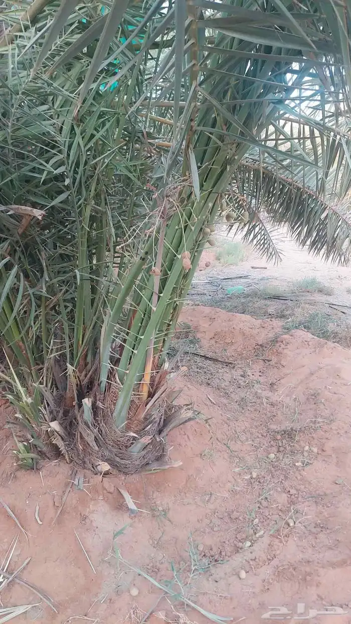 فسائل خلاص مشيقر 0