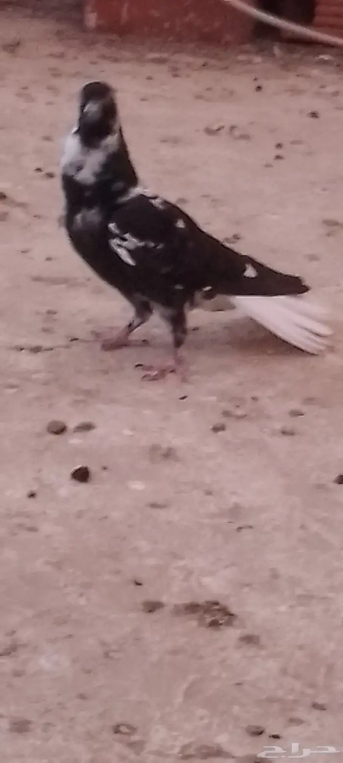 جوز مزهر أو طباشري 4