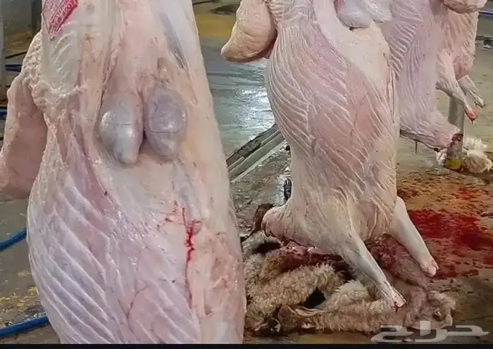 شوي خارجي بر شاليهات استراحات منازل 1