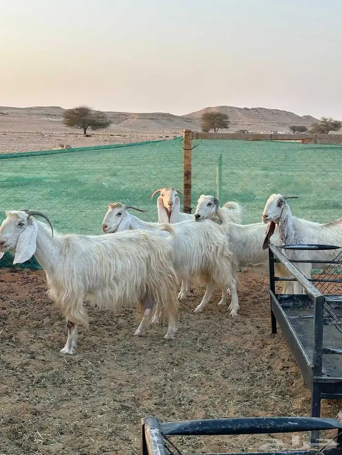 معزا مصريات بيضاء صافية ( تم البيع ) 2