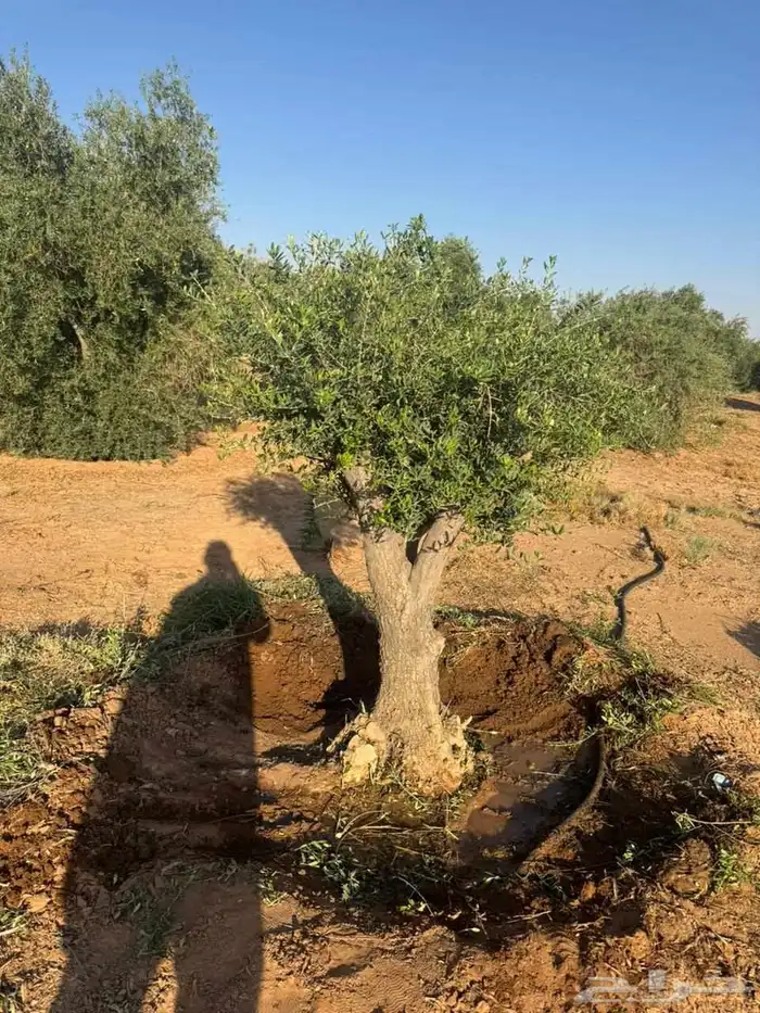جميع الاشجار الزينه تتوفر لدينا 1