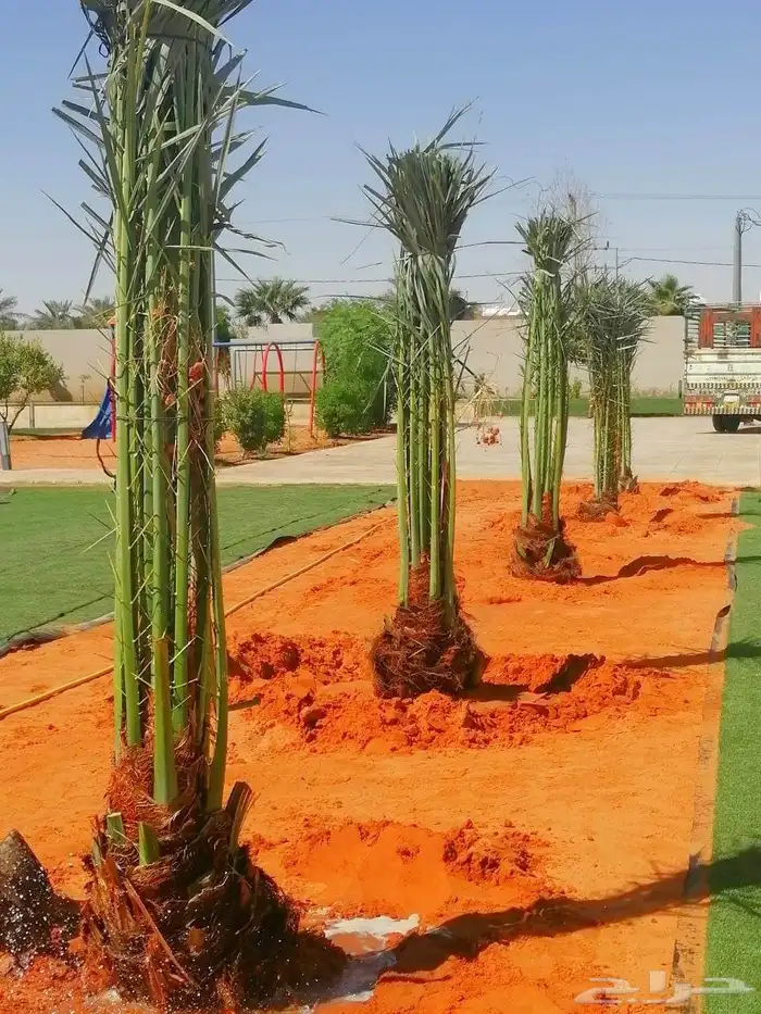 نخل مثمر نقايل جثايث الخرج الرياض القصيم جده نخيل فروخ فسايل 2