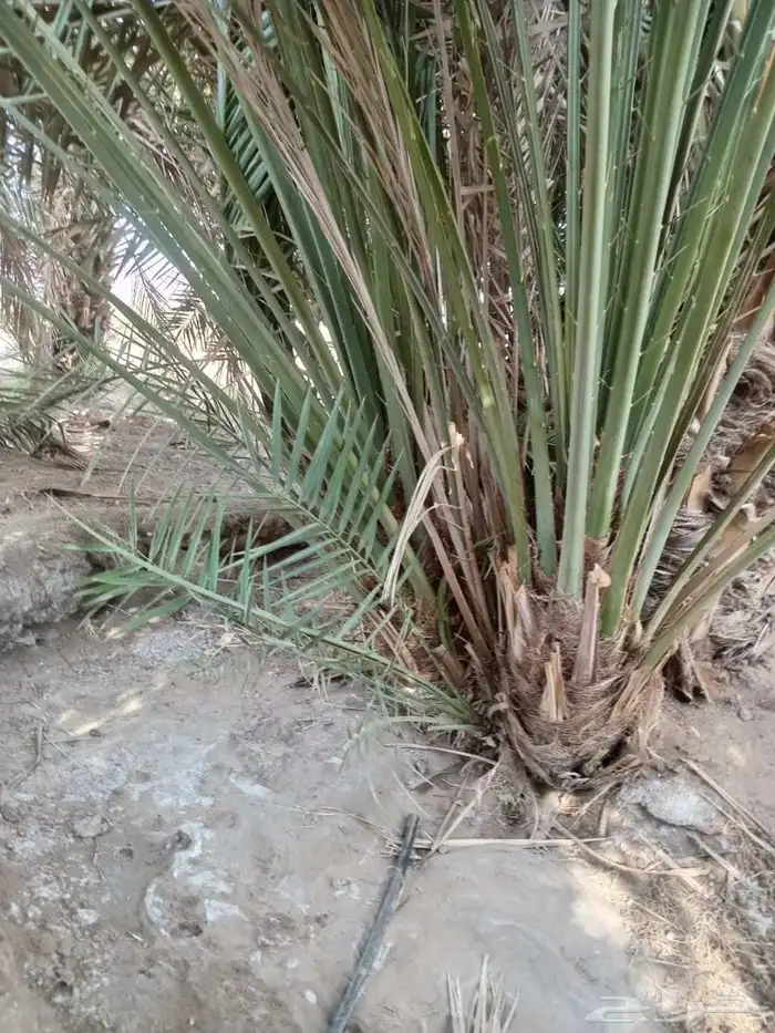نخل مجدول صقعي عجوه صفاوي عنبرا برني سكري برحي خلاص ونانه 6