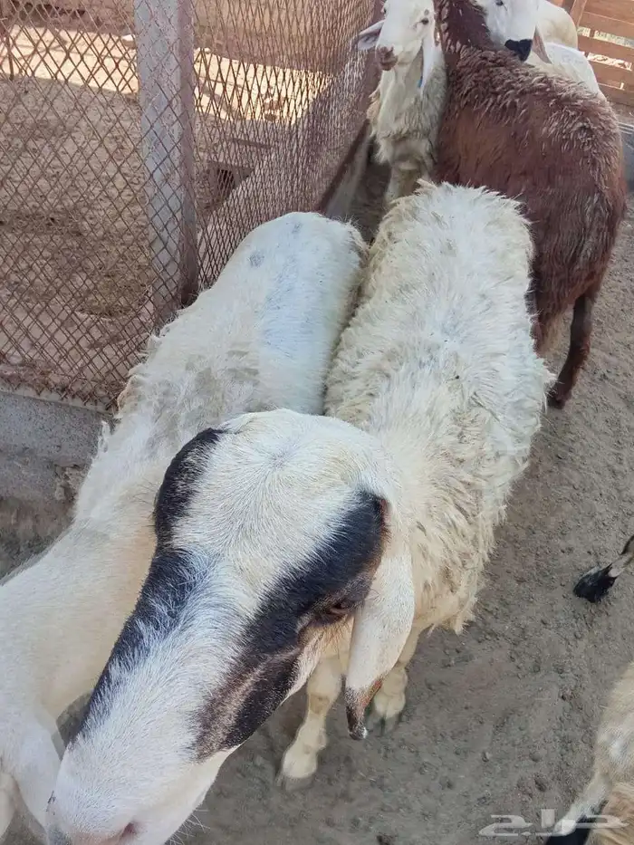 غنم سواكني 5