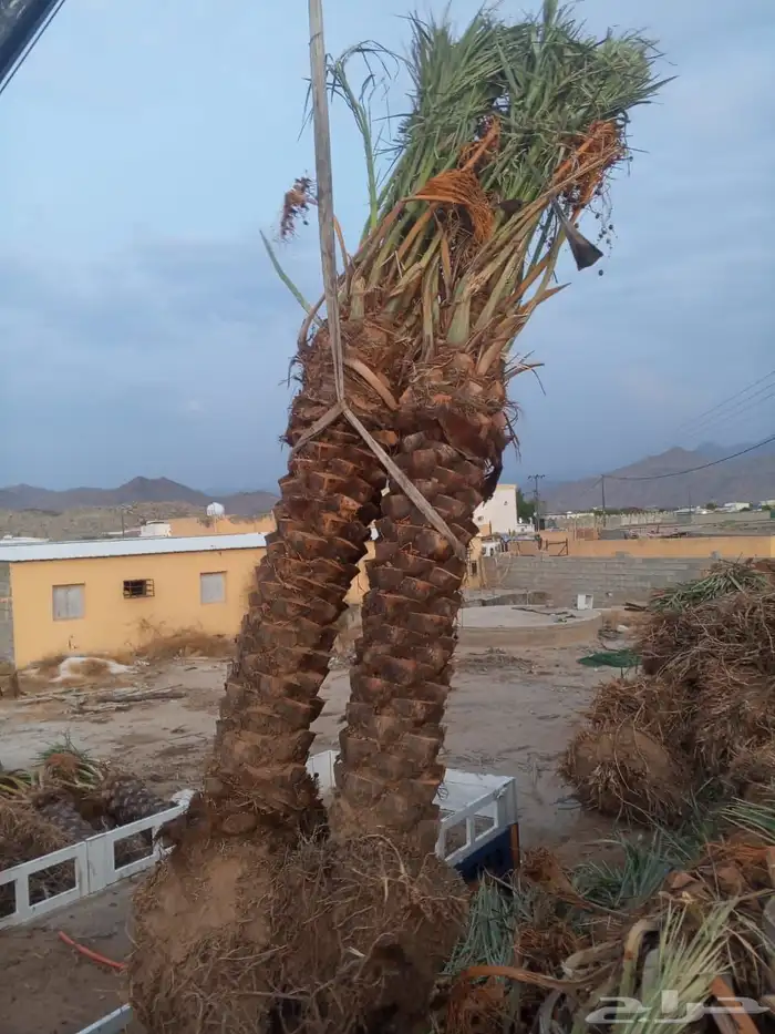 نخل للبيع طيب عربي 1