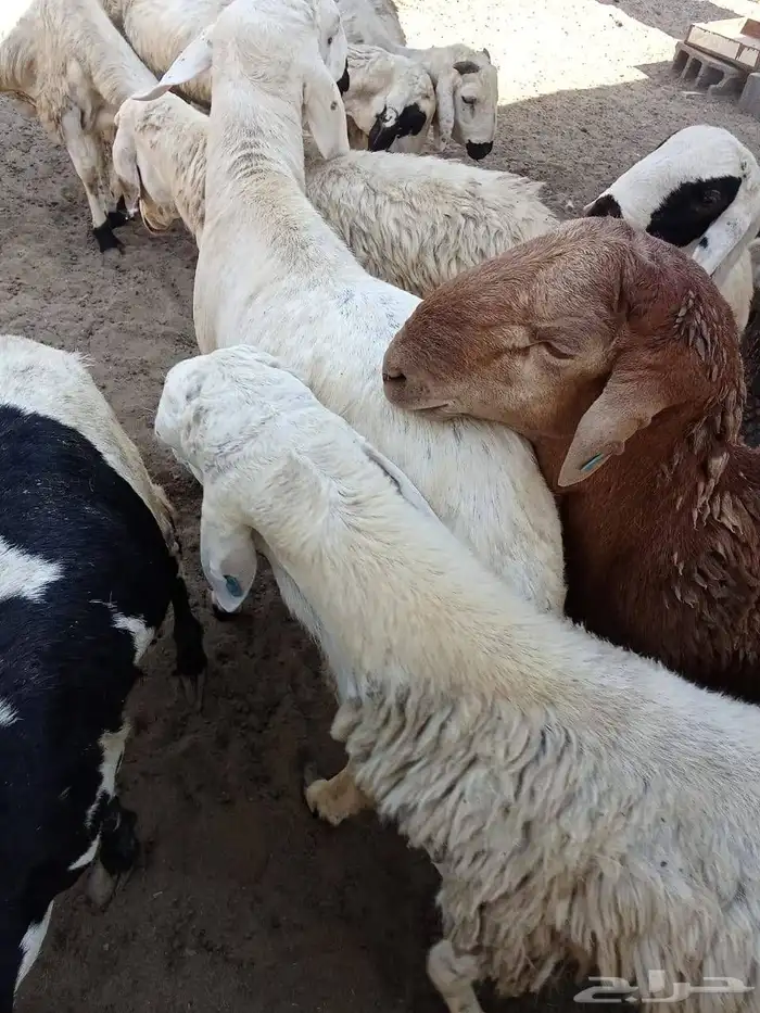 غنم سواكني 6