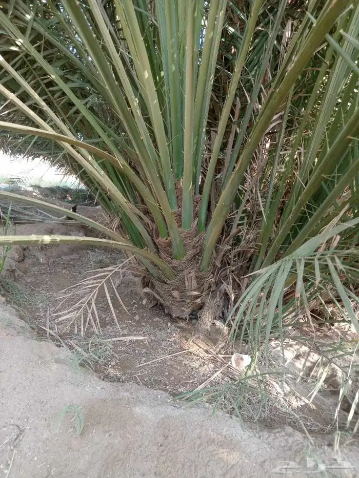 نخل مجدول صقعي عجوه صفاوي عنبرا برني سكري برحي خلاص ونانه 7