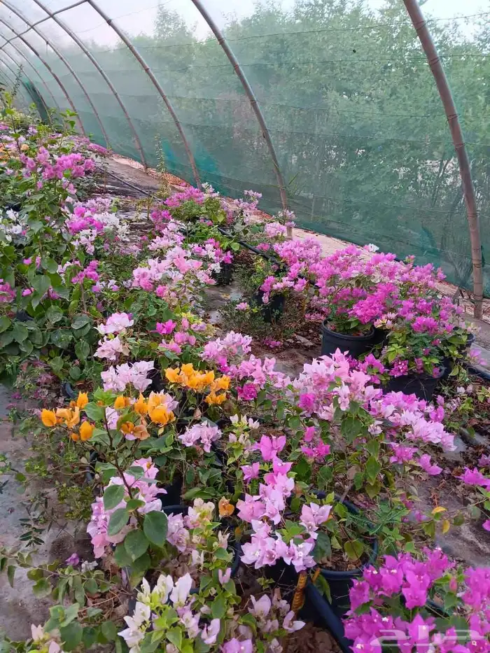 مشاتل الدمام تنسيق حداق 6