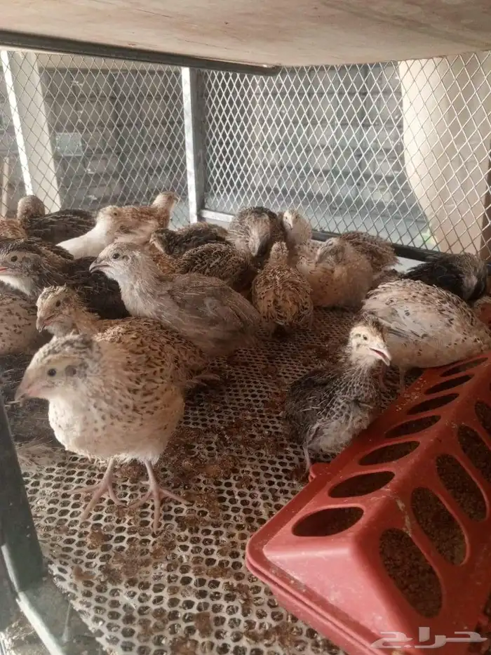 بيض سمان كريمي وجامبو 2