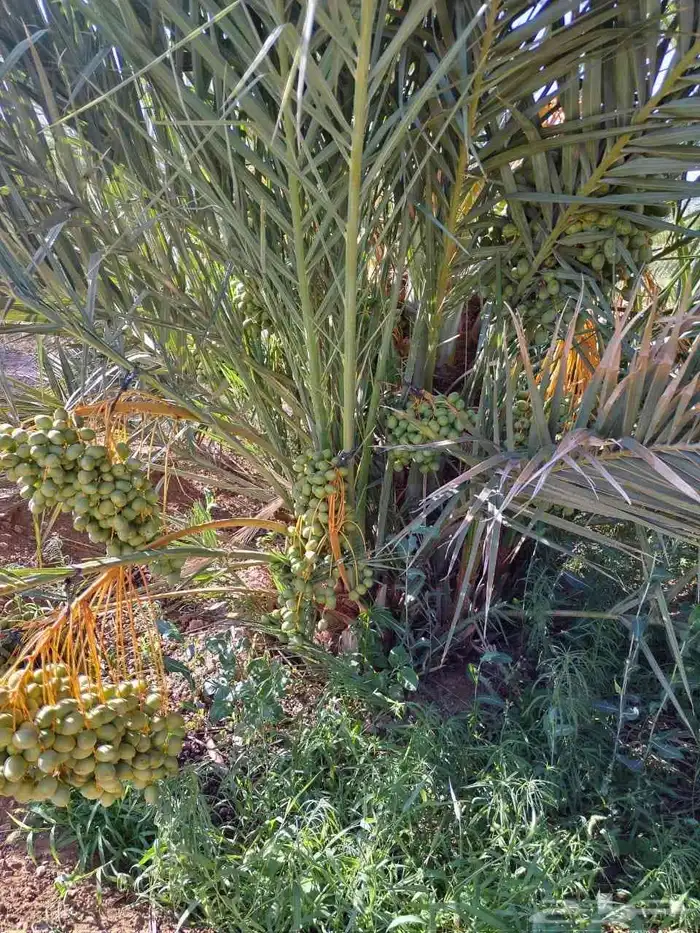 نخل مجدول صقعي عجوه صفاوي عنبرا برني سكري برحي خلاص ونانه 4