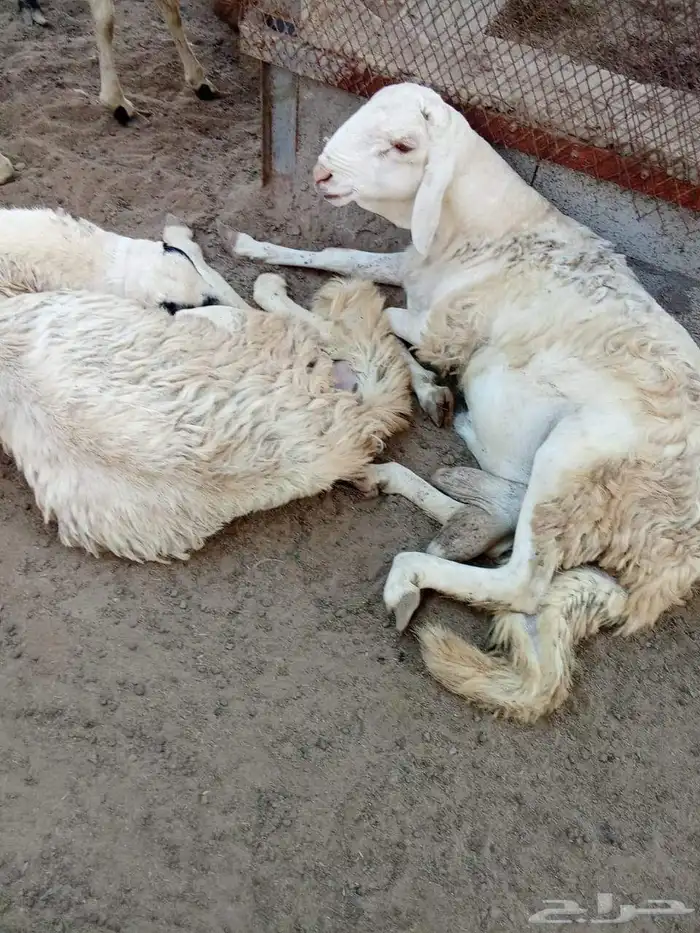 غنم سواكني 2