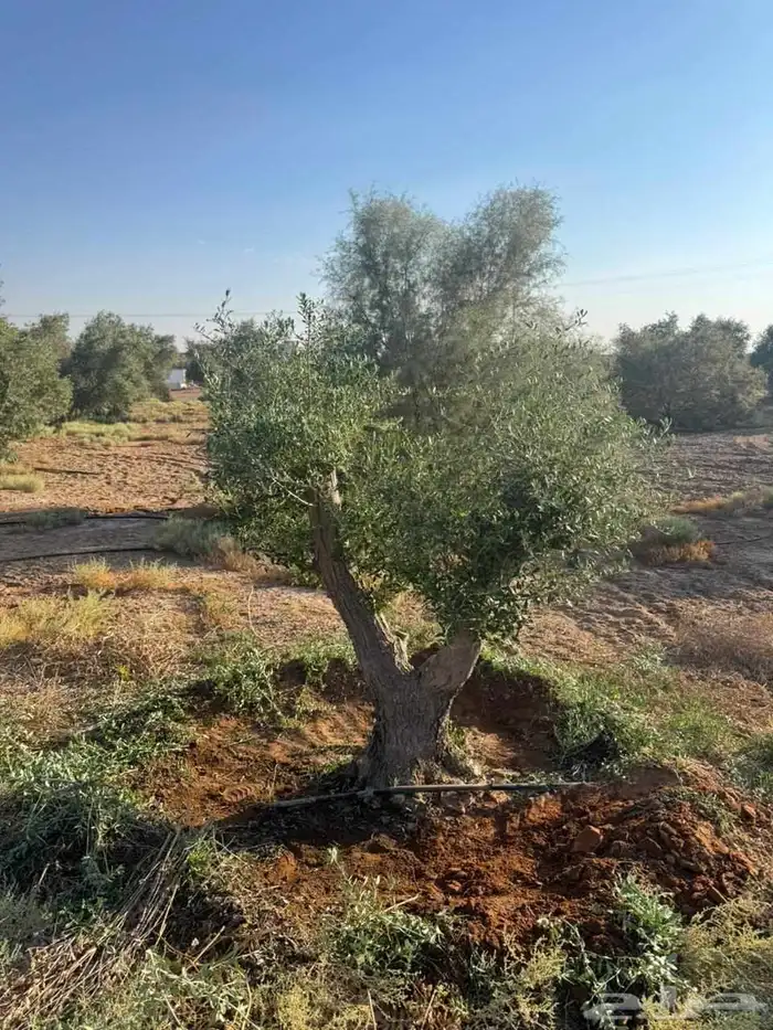 جميع الاشجار الزينه تتوفر لدينا 2