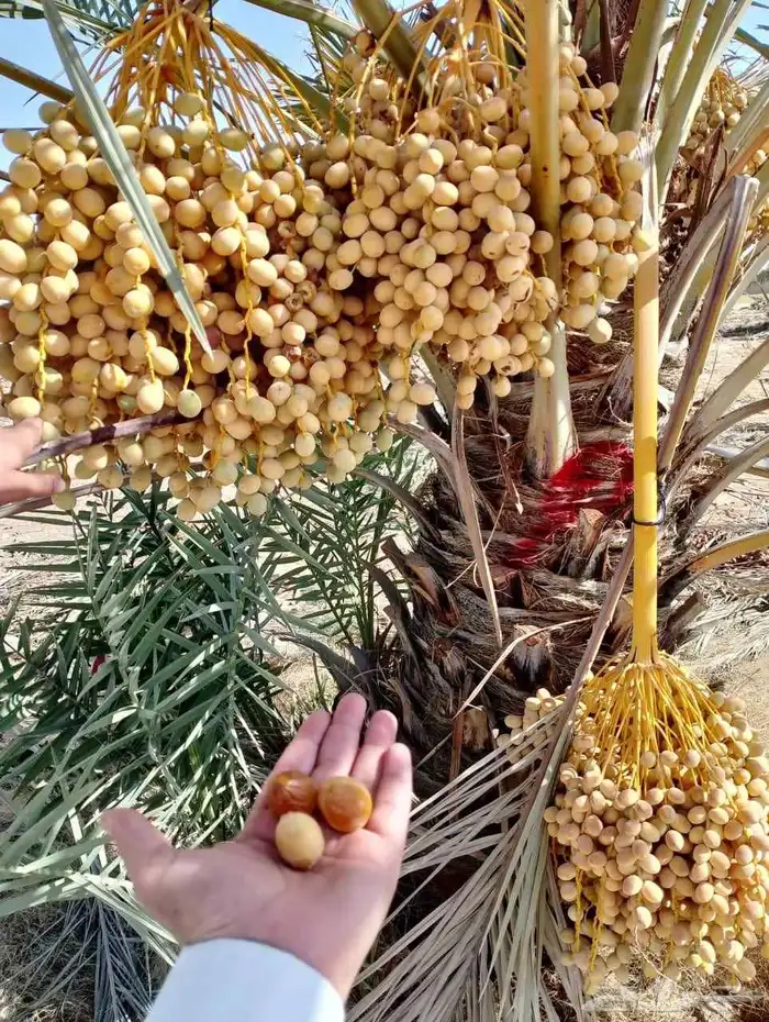 نخل مثمر اخلاص صقعي مجدول برحي شيشي مصيف ومشكلات اخرى 8