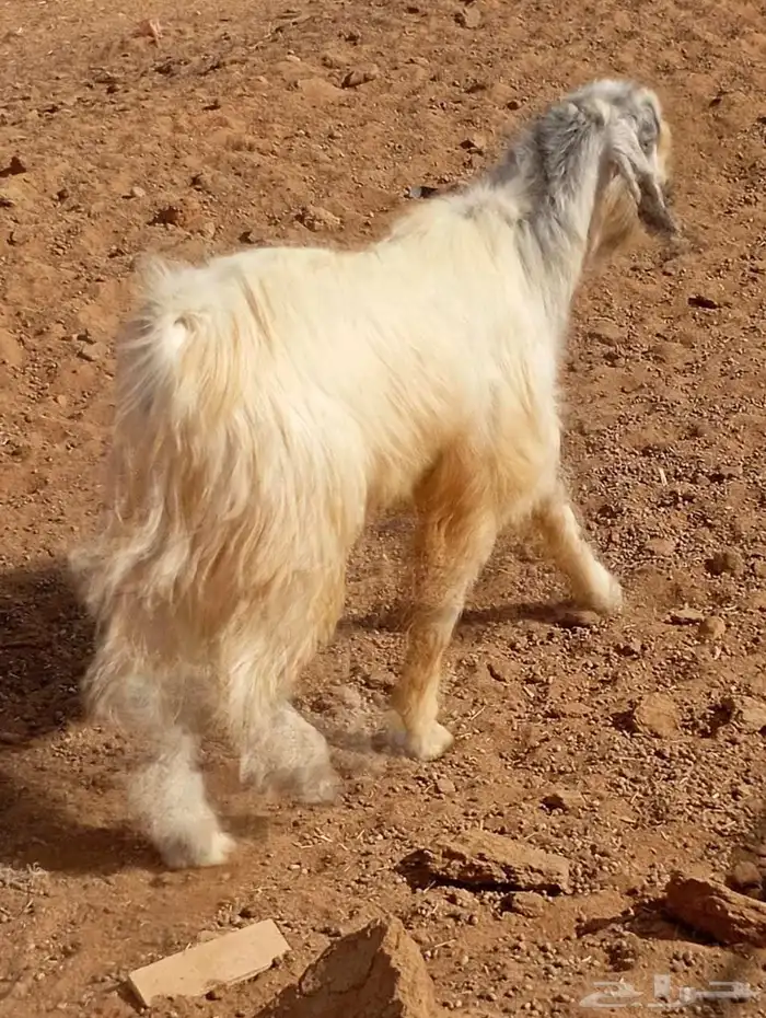 للبيع تيس فحل 2