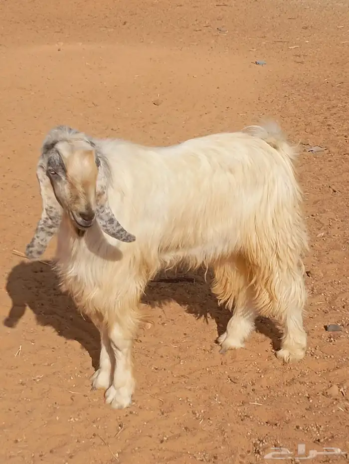للبيع تيس فحل 0