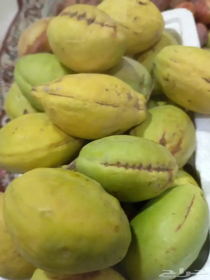 لوز للمدينة المنورة 1