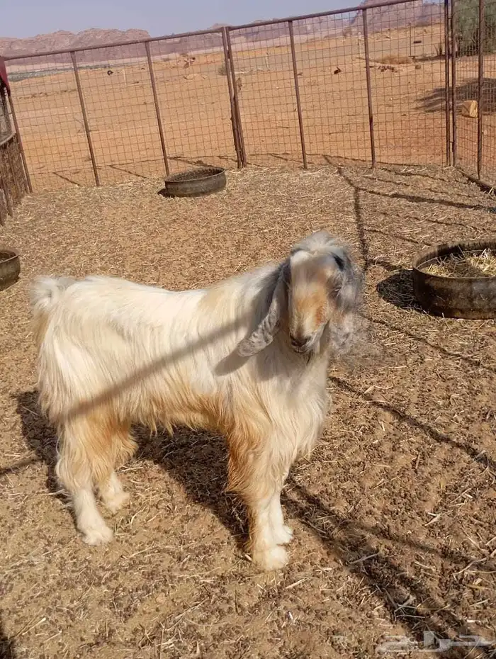 للبيع تيس فحل 1