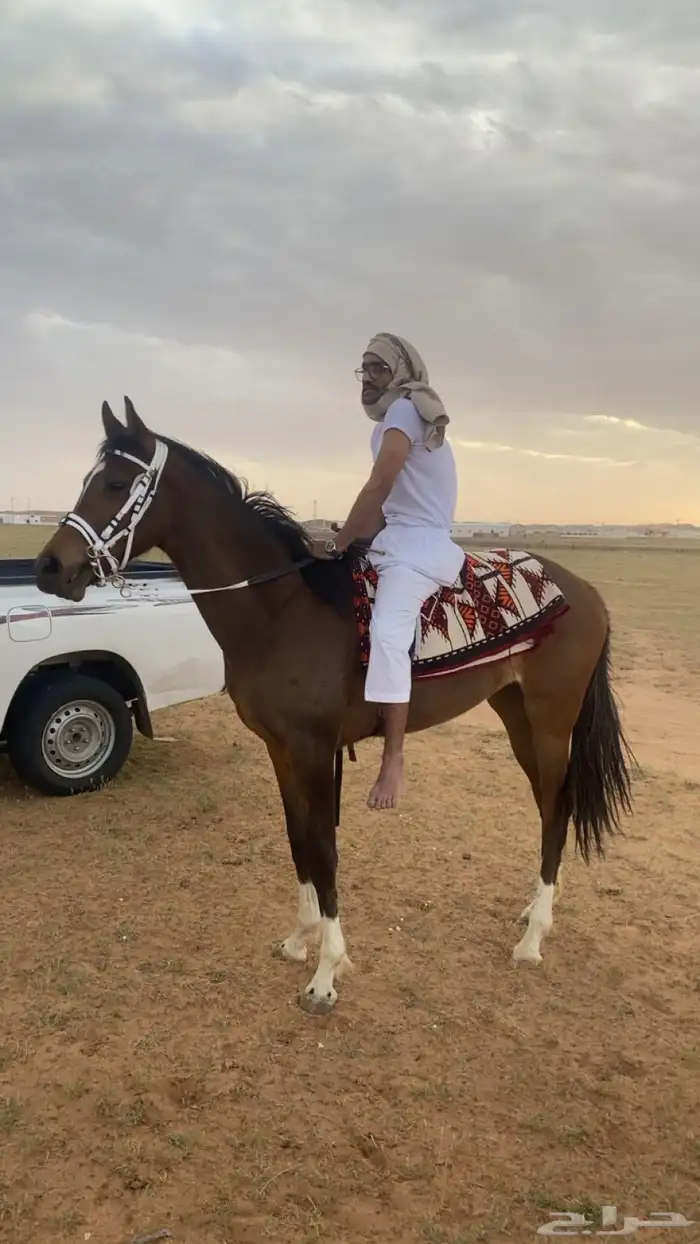 فرس 0