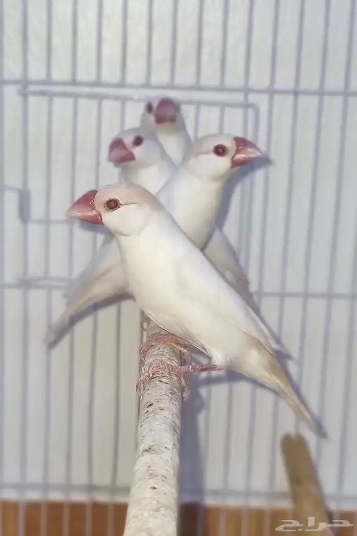 اربع حبات جاوا اخوان اقات فاون 2