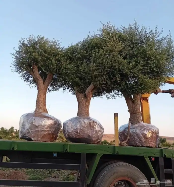 شجر زيتون ونخيل زينه 3