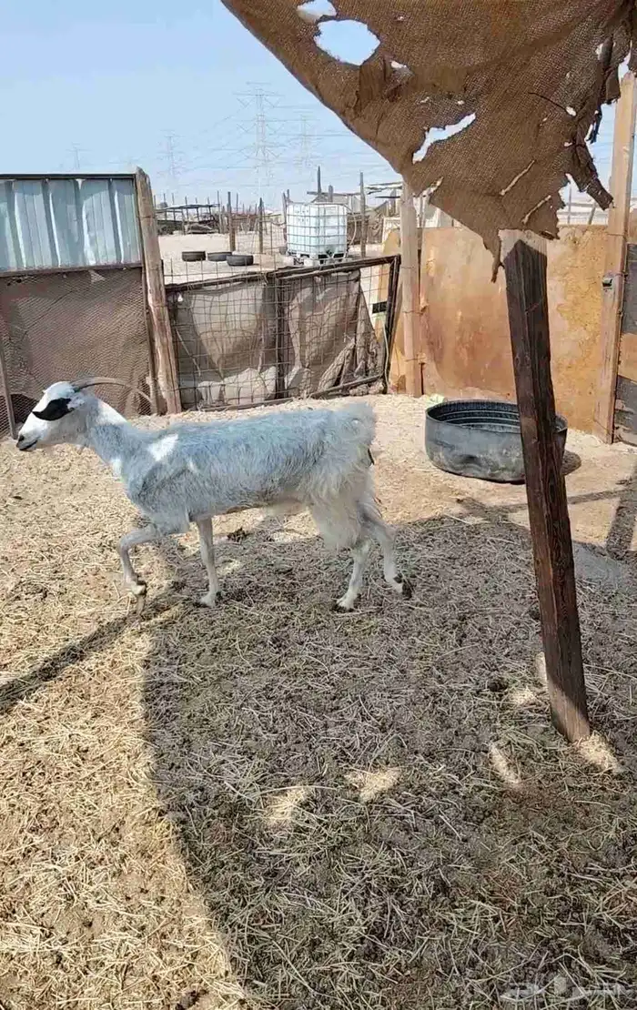 ماعز حايل 2