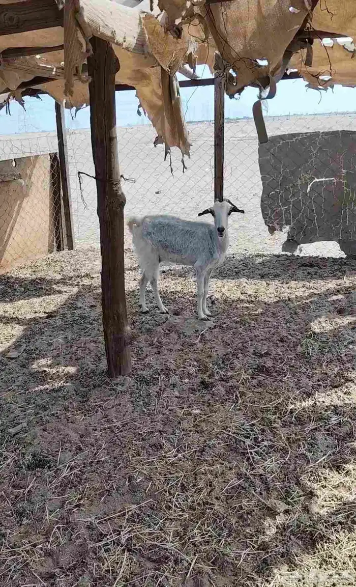 ماعز حايل 0