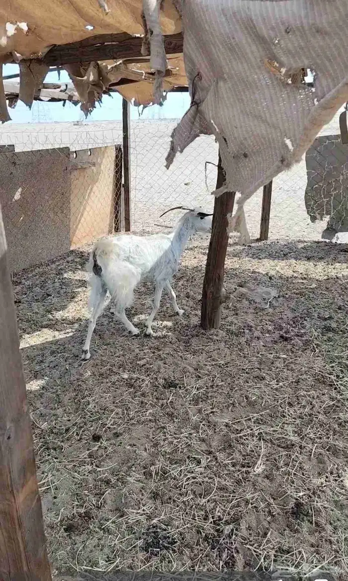 ماعز حايل 1