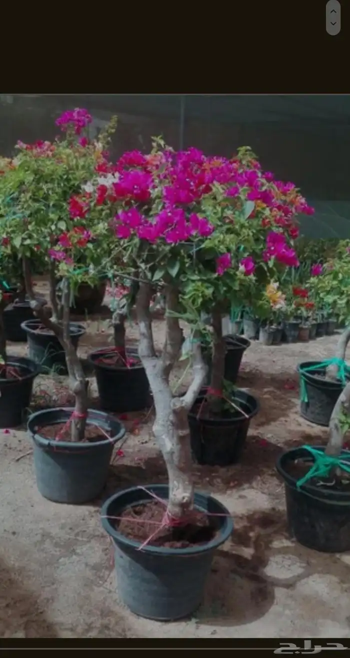 التواصل وتس او جوال 3