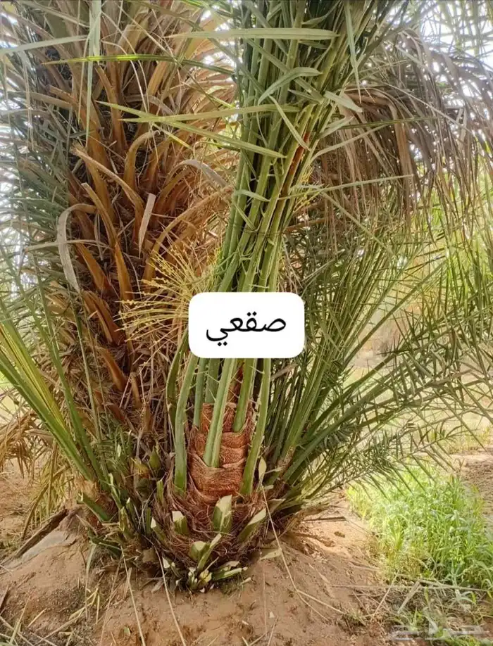 يوجد لدينا جميع انواع النخيل لتواصل 6