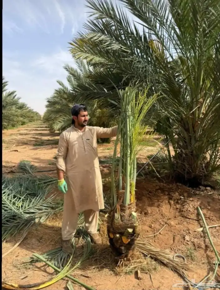 يوجد لدينا جميع انواع النخيل لتواصل 8