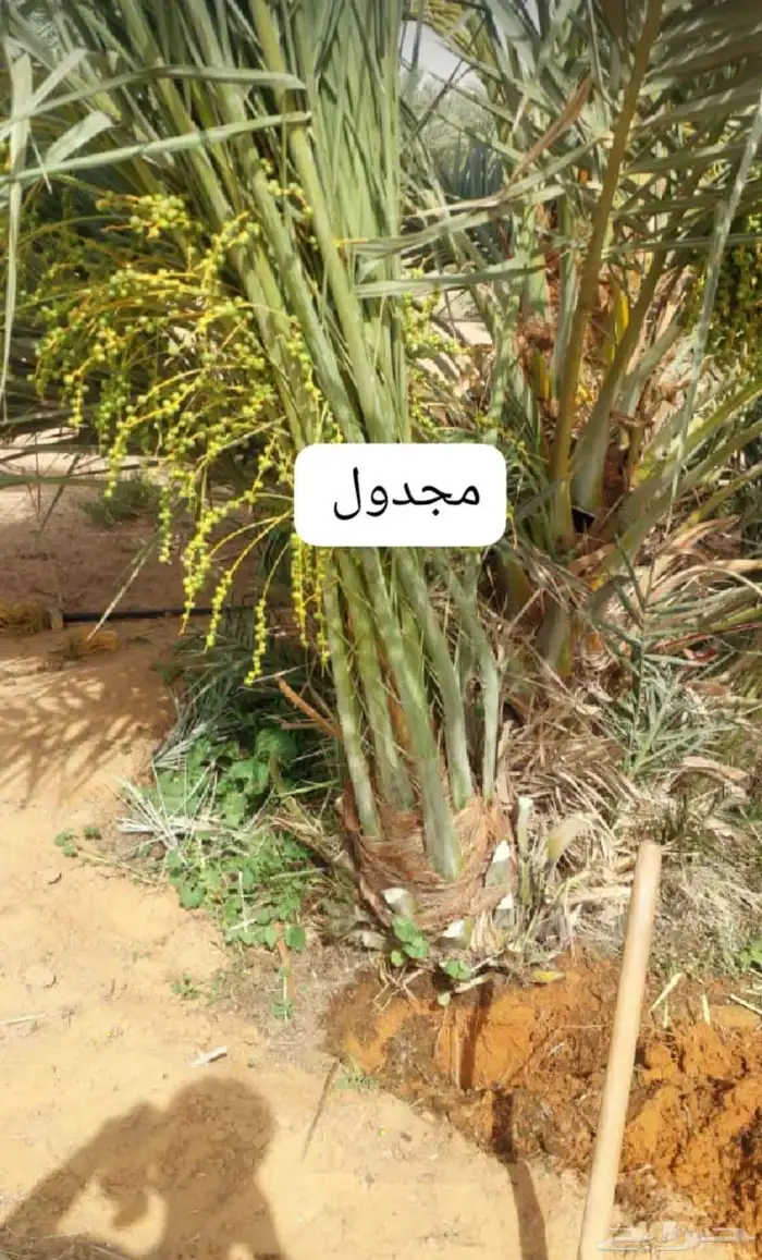 يوجد لدينا جميع انواع النخيل لتواصل 7