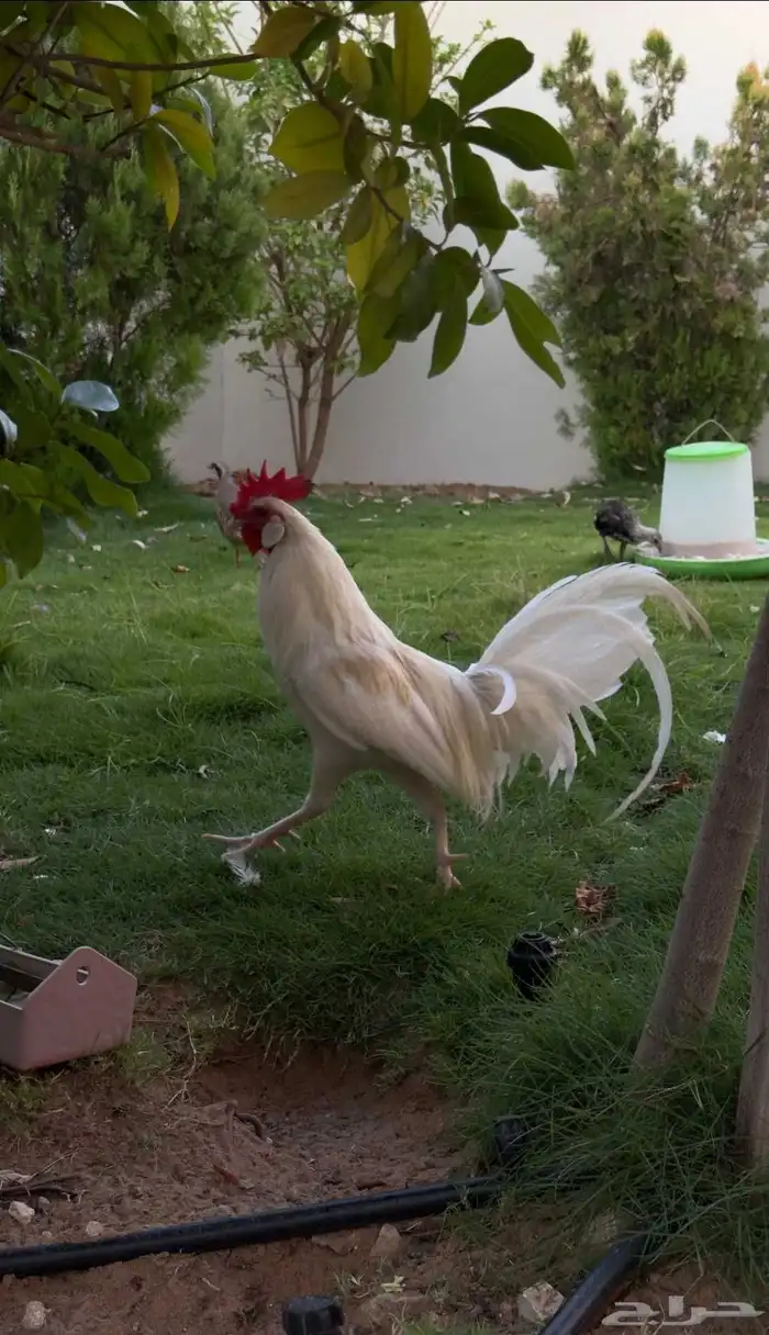دجاج فونكس للبيع 1