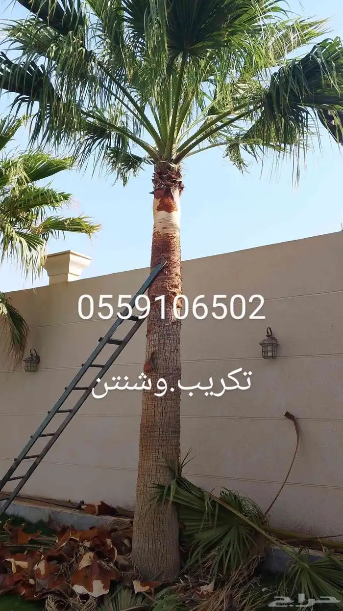 نحل قليلا نظيف 2