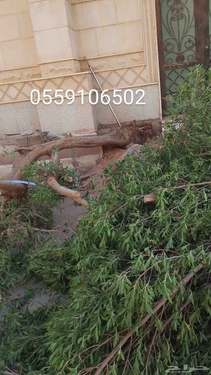 نحل قليلا نظيف 3