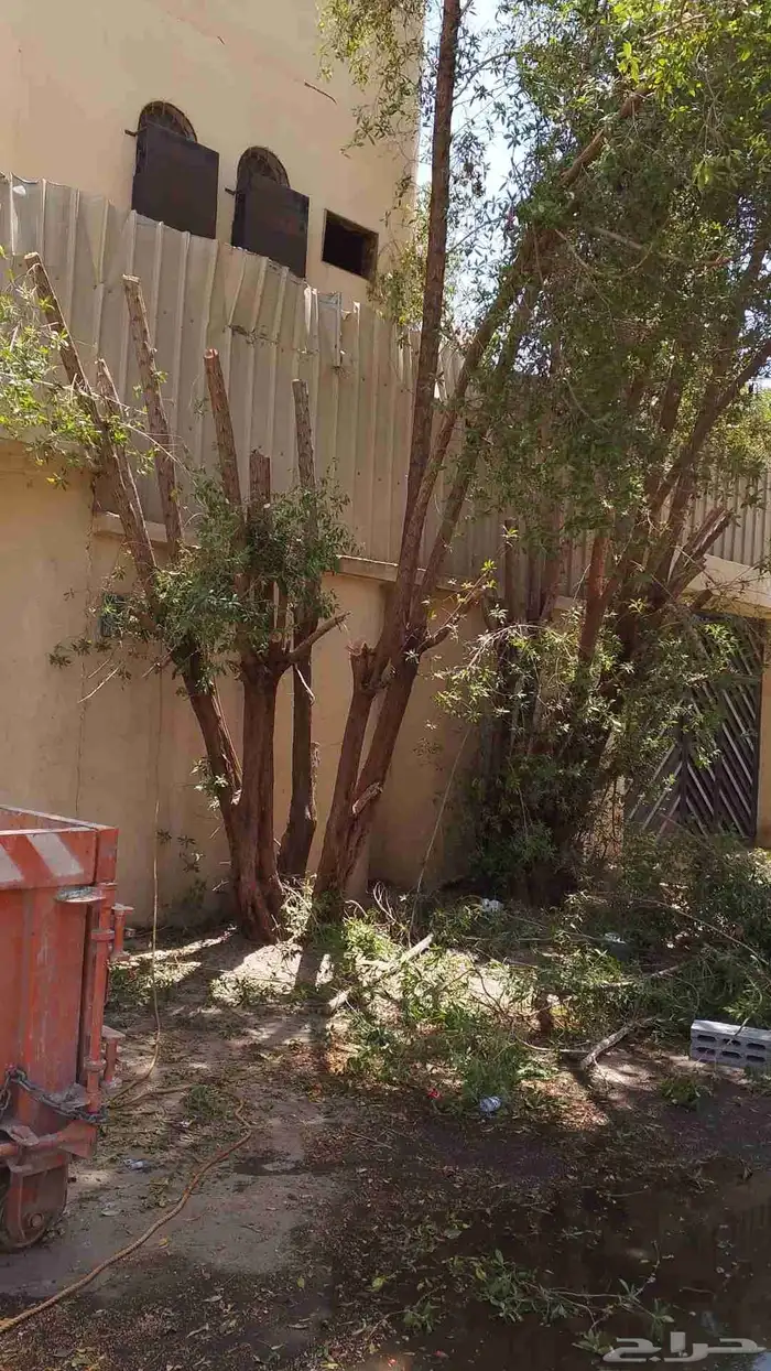 نحل قليلا نظيف 7