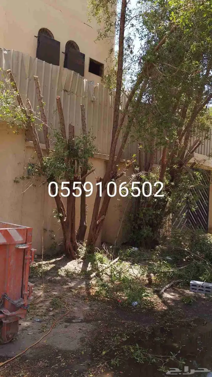 نحل قليلا نظيف 8