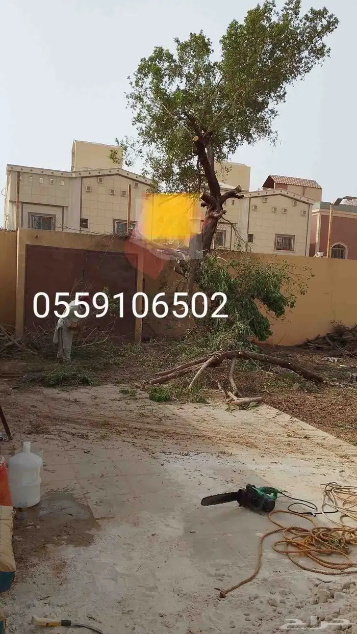 نحل قليلا نظيف 5