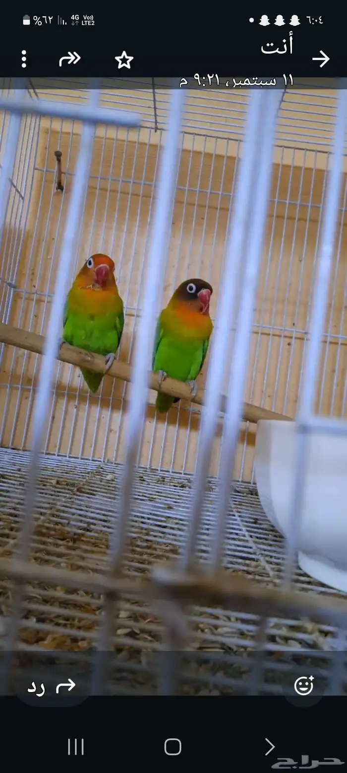 طيور للبيع 2