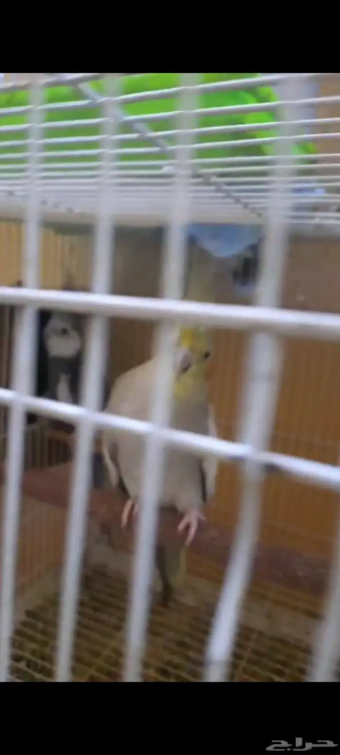 طيور للبيع 3