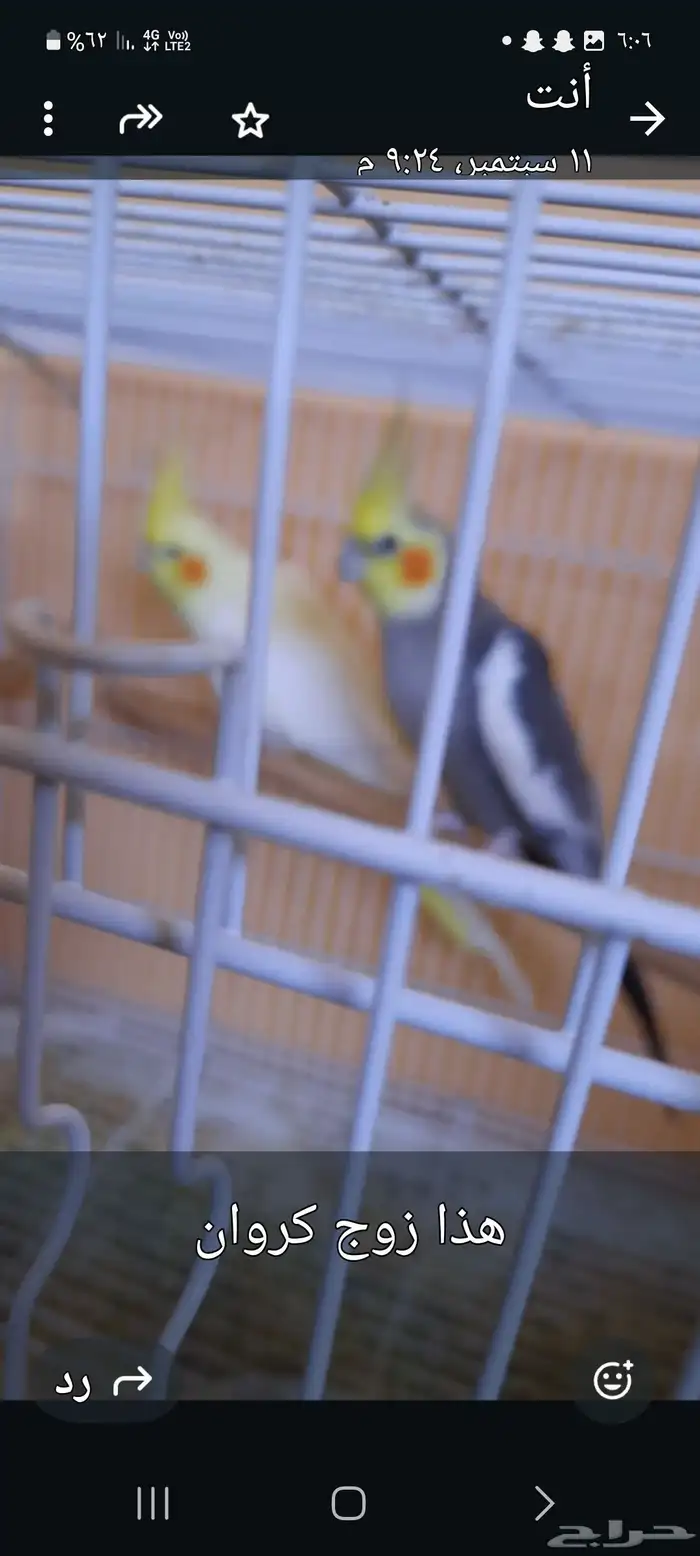 طيور للبيع 0