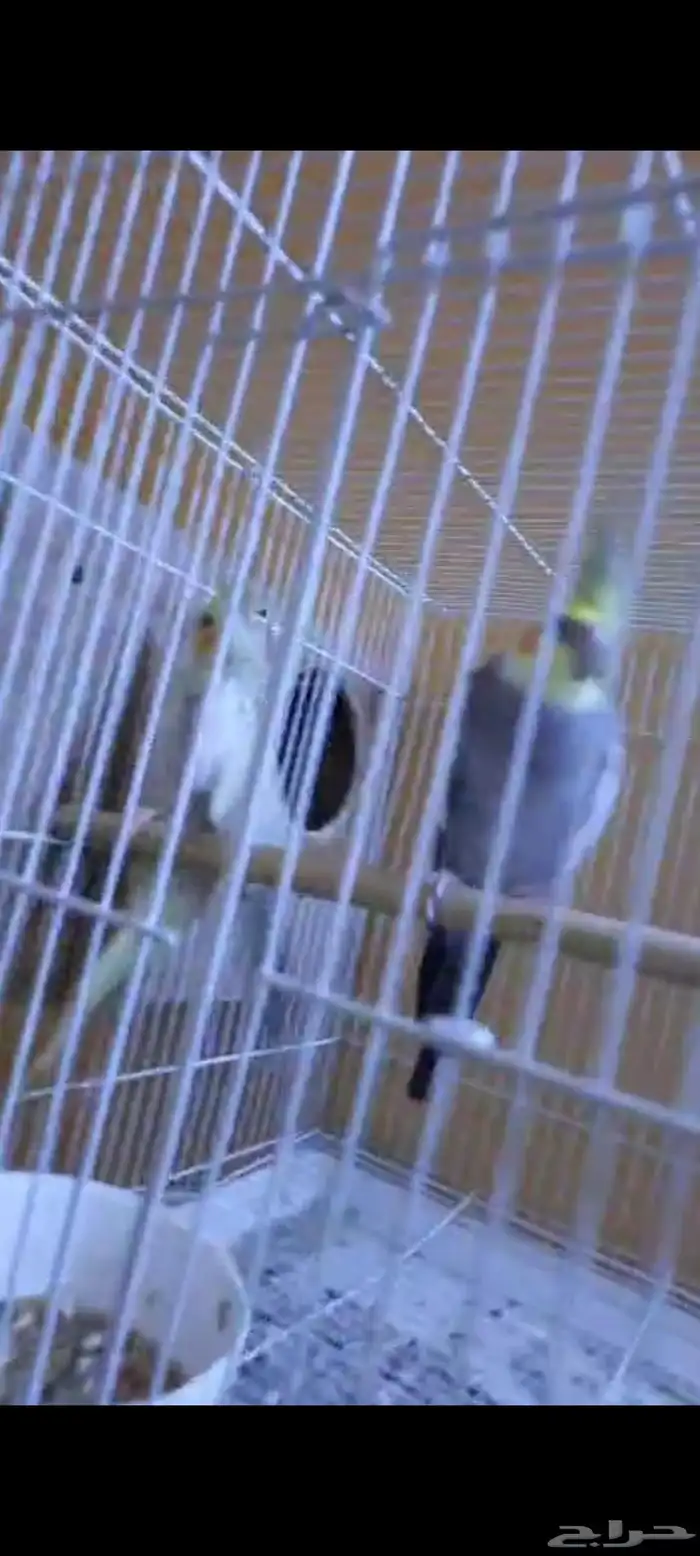 طيور للبيع 1