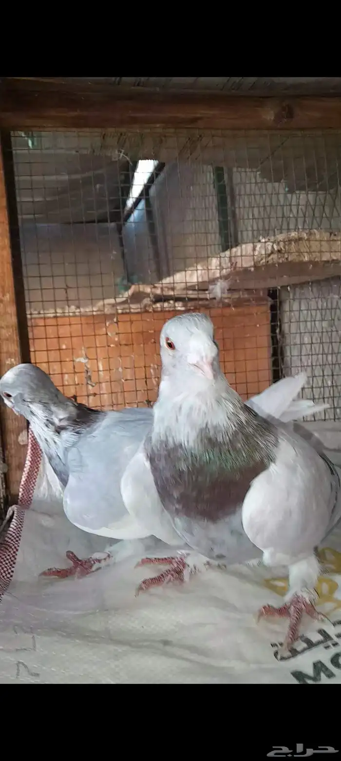 حمام سوري 2