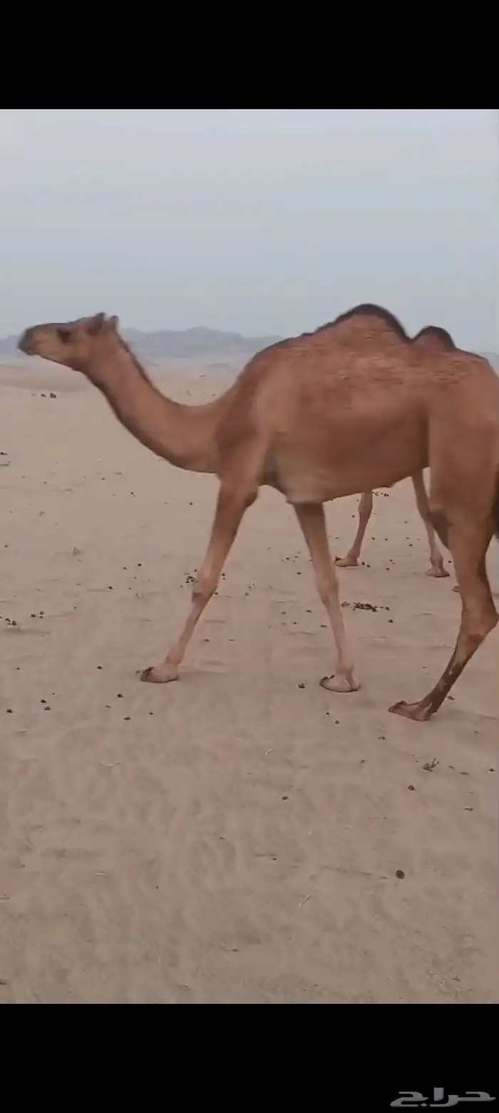 4 بكار خوات اغفال من 5500 تم البيع 0