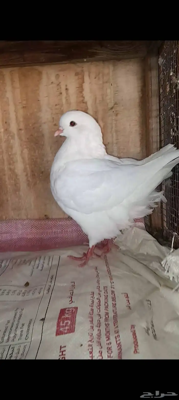 حمام سوري 0