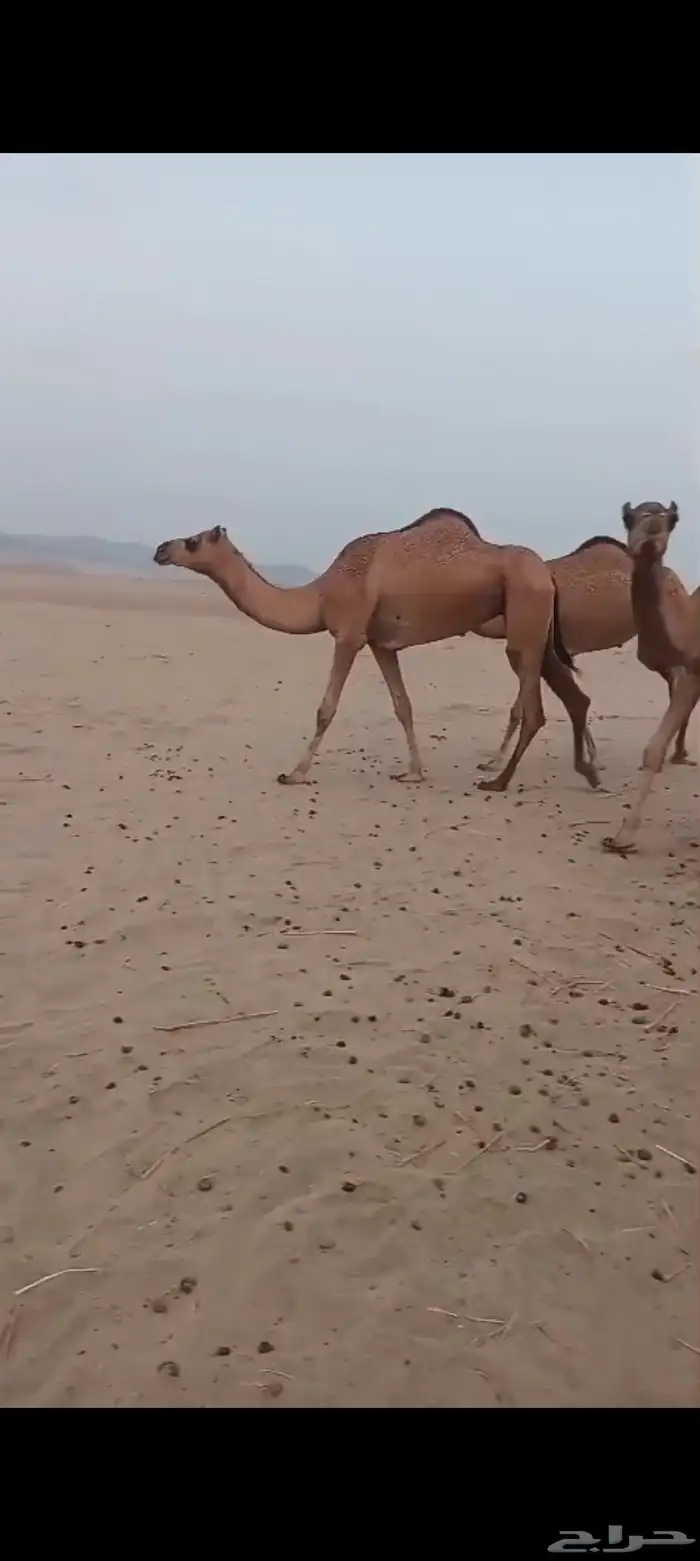 4 بكار خوات اغفال من 5500 تم البيع 1
