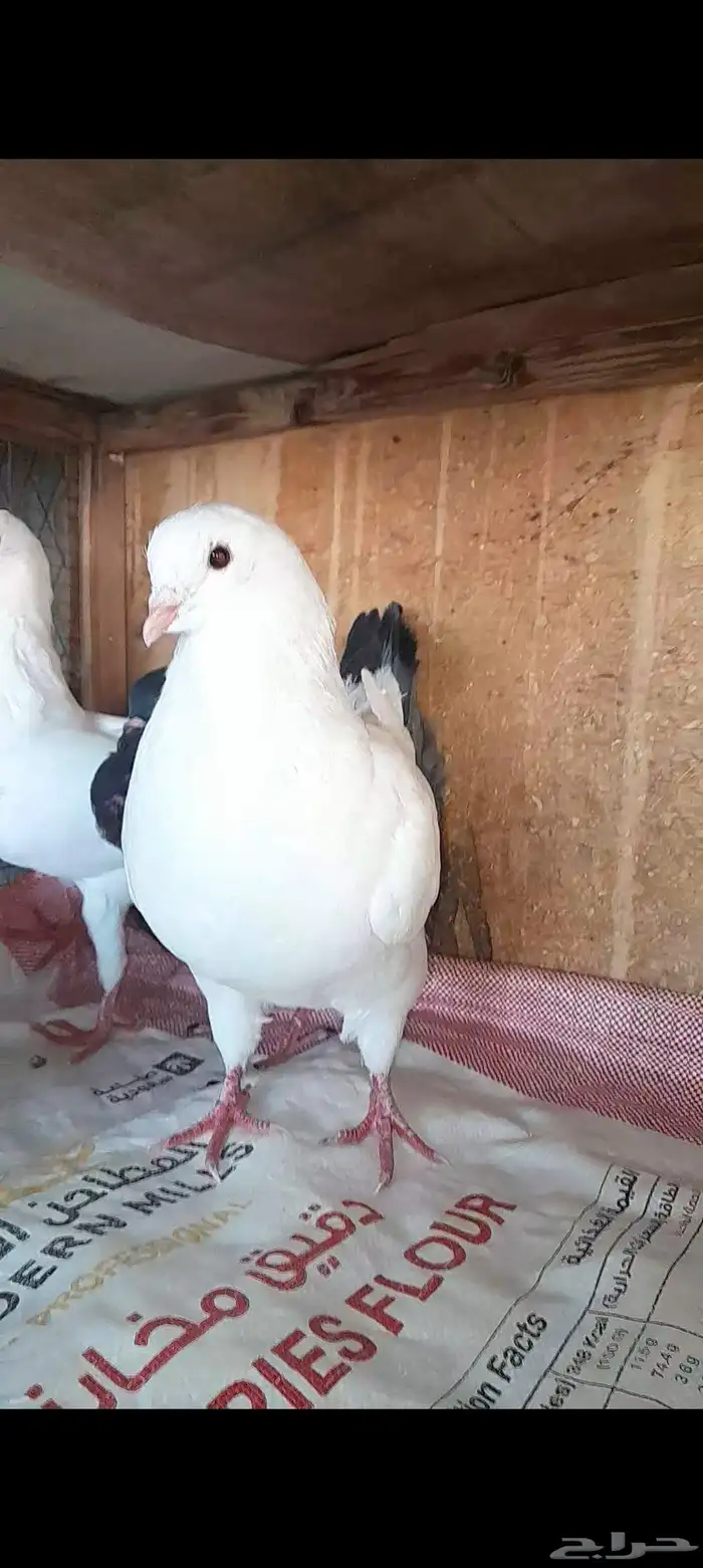 حمام سوري 1